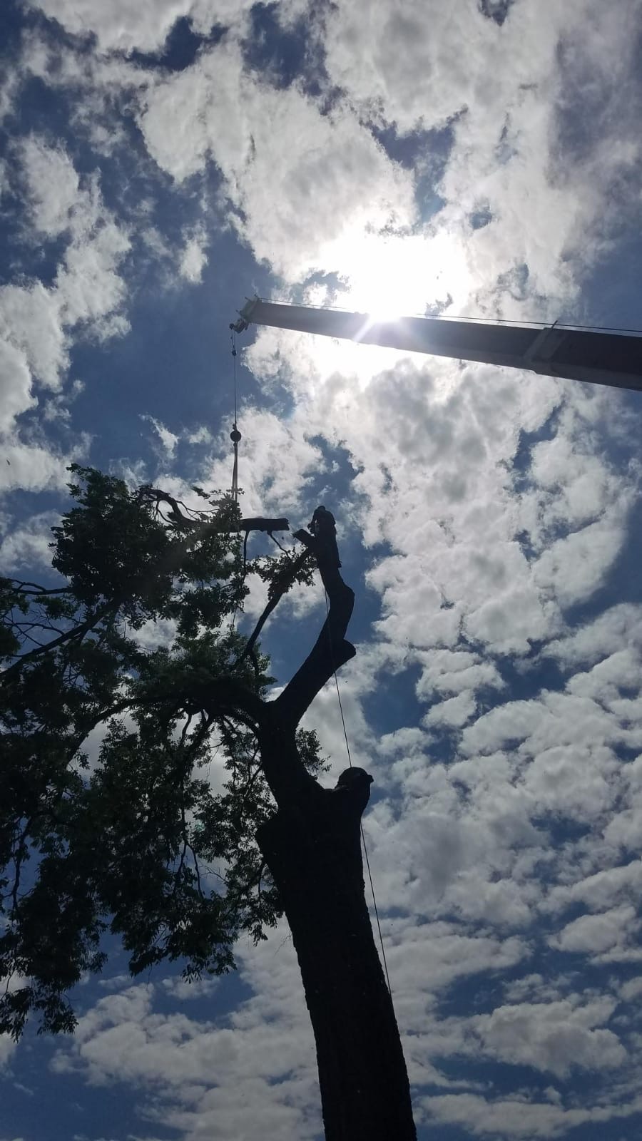 Mid Ohio Tree Service crane removing a large tree against a cloudy sky
