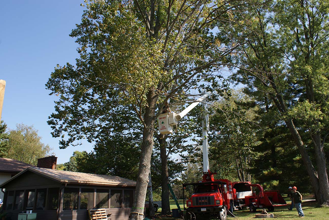 tree trimming